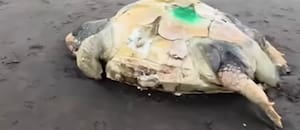 En pocos días, aparecieron muertas cinco tortugas marinas en las playas de la costa