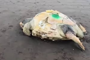 Ya son 15 las tortugas marinas halladas sin vida en playas de la costa