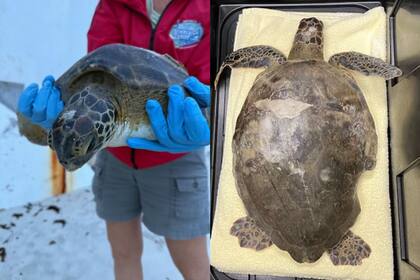 Una de las tortugas sufrió severos daños en su caparazón en Florida