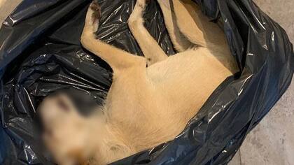 Una de las tristes fotografías del hecho ocurrido en Río Cuarto