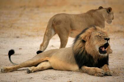 Una de las últimas fotos del león Cecil