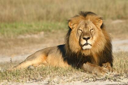 Una de las últimas fotos del león Cecil