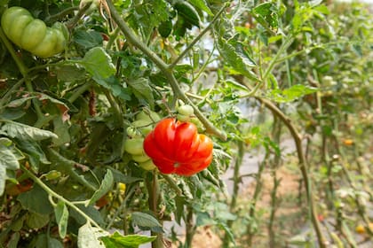 Una de las variedades de tomate orgánico que abastecen a los restaurantes de Palermo
