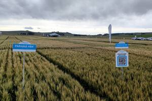 Una de las variedades en el Campo Experimental Latitud Sur, de Tandil