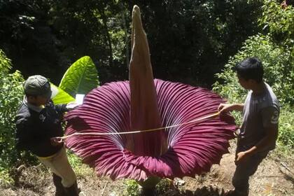 Una de las ventajas que tiene el Aro Gigante en su hábitat natural, es que crece por todo Sumatra