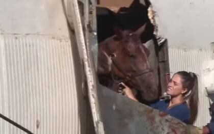 Una de las veterinarias trabajando con los caballos