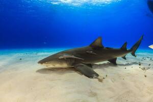 Registran dos ataques de tiburones en menos de 24 horas