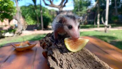 Una de las zarigüeyas ya se prepara para volver a su hábitat natural
