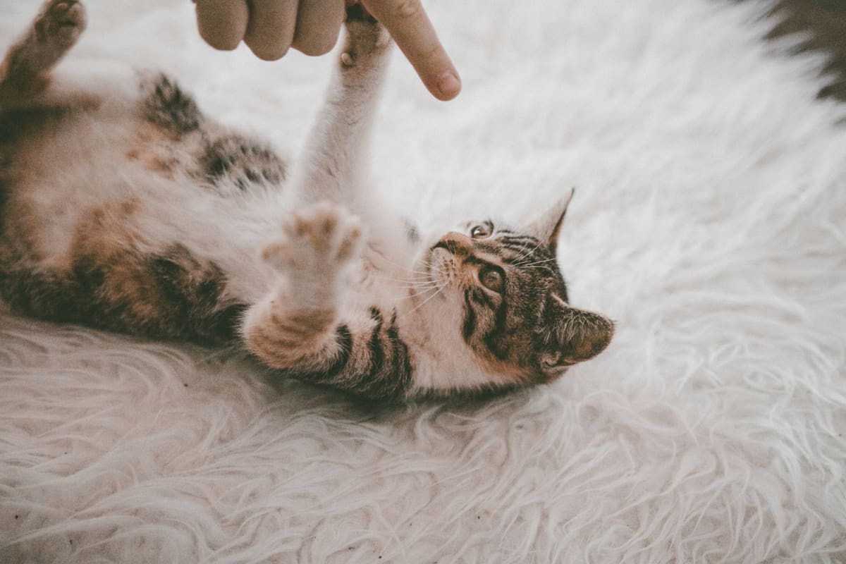 Qué significa que un gato te muerda mientras lo acariciás