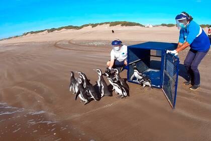 Una de los profesionales del Centro de Rescate y Rehabilitación participa en la liberación y reinserción de pingüinos en la costa