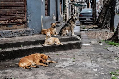 Una de perros, aportada por el usuario @gerardo.korn