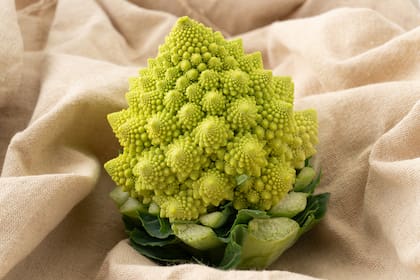 Una de sus características más destacadas es que la cantidad de inflorescencias que lo componen resultan en un número Fibonacci