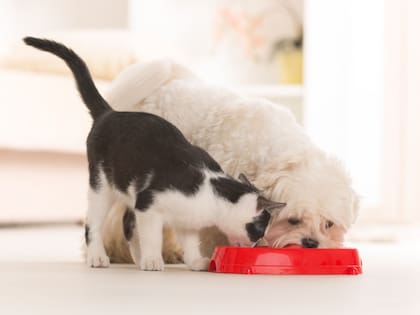 Una dieta inadecuada puede provocar deficiencias nutricionales en los gatos