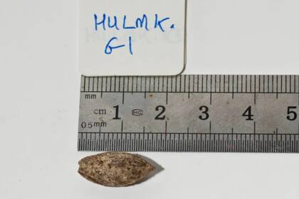 Una doctora especialista en botánica puedo recuperar la semilla para su germinación