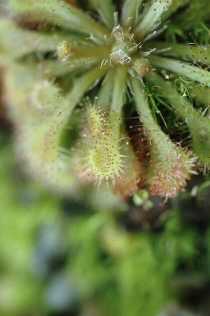 Una Drosera, con sus pelos que secretan sustancias para atrapar insectos y luego digerirlos.