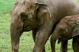 El lado oscuro del turismo con elefantes