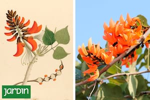 Una Erythrina que cambió de nombre: de caffra pasó a ser affra