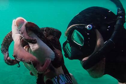 Mi maestro, el pulpo (Sudáfrica/2020) de Pippa Ehrlich y James Reed