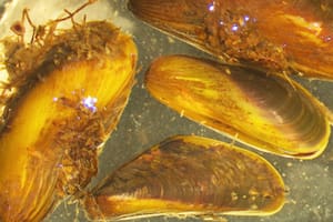 La especie invasora que aparece en los acueductos de California