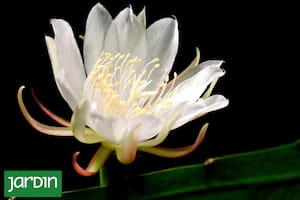 Las plantas que encarnan una estética austera y una lección urgente en tiempos de sequía y cambio climático