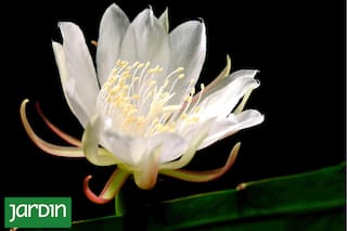 Las plantas que encarnan una estética austera y una lección urgente en tiempos de sequía y cambio climático