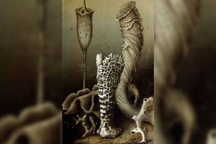 Una esponja de cristal perteneciente a la especie Monorhaphis chuni tenía unos 11.000 años de antigüedad