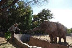 Cierre del zoo de Mendoza: cuatro elefantes también irán a santuarios naturales