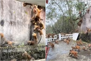 El impactante video de la “lluvia de monos” que aterró a turistas en un parque
