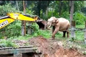 Video: la conmovedora reacción de un elefante al ser rescatado por una excavadora
