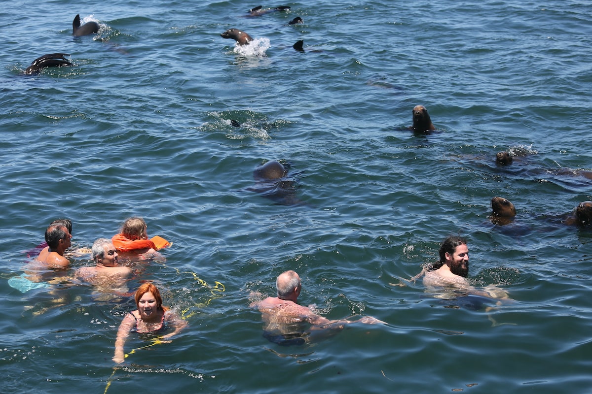 Punta del Este natural: cómo es nadar con lobos marinos en una isla - LA  NACION