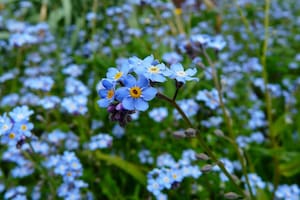 Una experta compartió los mejores secretos sobre cómo cuidar la planta "no me olvides"