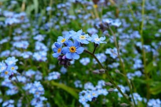 Los secretos y cuidados de la planta que simboliza el amor eterno, según una experta