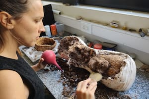 Un niño halló un gliptodonte de más de cinco millones de años y participó de su recuperación