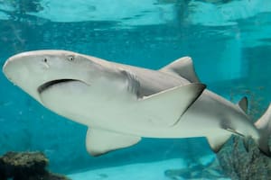 Es buzo y desmintió uno de los mitos más aterradores sobre los tiburones: "Modo ataque"