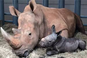 Sorpresa en Disney: nació un rinoceronte blanco