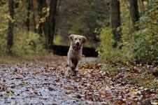 Perdieron a su perro en el bosque, usaron un dron para buscarlo y se toparon con una escena inesperada