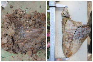 Inesperado: una familia descubrió un diente de megalodón monstruoso mientras buscaba fósiles en Carolina del Sur