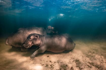 Una familia de hipopótamos descansa en la profundidad de un lago de aguas claras