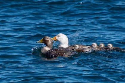 Una familia de quetros nadando con las crías.