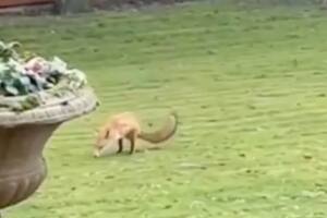 Una familia descubrió un animal de dos patas que ingresó a su jardín y llamó su atención