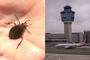 Son de Virginia y demandaron a la aerolínea tras ser atacados por chinches en pleno vuelo