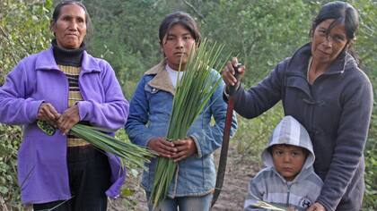 Una familia trabaja en una plantación de hoja de palma, en Fortín Lavalle, Chaco