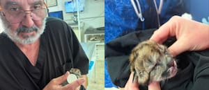 Atropelló a una puma embarazada en el Parque Nacional Nahuel Huapi y escapó