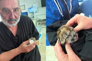 Atropelló a una puma embarazada en el Parque Nacional Nahuel Huapi y escapó