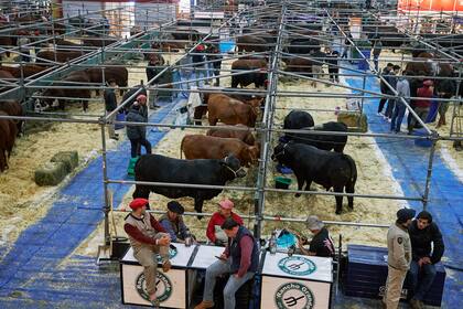 Una fila de ganado a pleno en la Rural