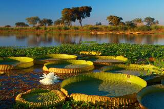 ¿Cuáles son las curiosidades menos conocidas de las plantas?