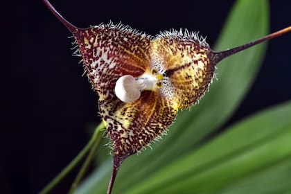 Una flor de la orquídea Dracula, nombre que quiere decir “pequeño dragón”