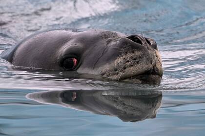 Una foca leopardo (Hydrurga leptonyx).