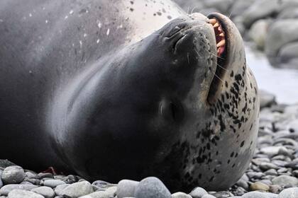 Una foca leopardo (Hydrurga leptonyx).