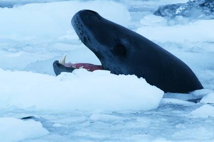 Una foca leopardo patrulla el hielo roto en busca de pingüinos en la Península Antártica.